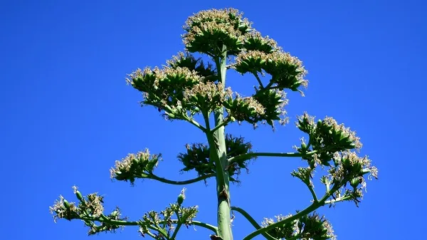 AGAVE BİTKİSİ BEYLİKDÜZÜ’NDE ÇİÇEK AÇTI